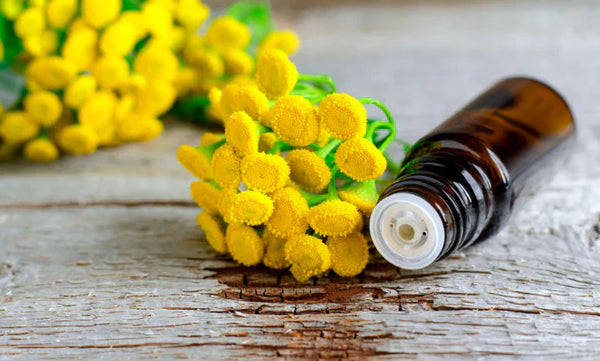 blue tansy essential oil