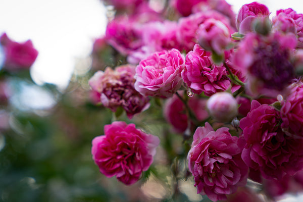 Why You Need a Neroli Rose Face Mist in Your Skincare Ritual