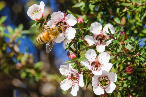 manuka honey bee