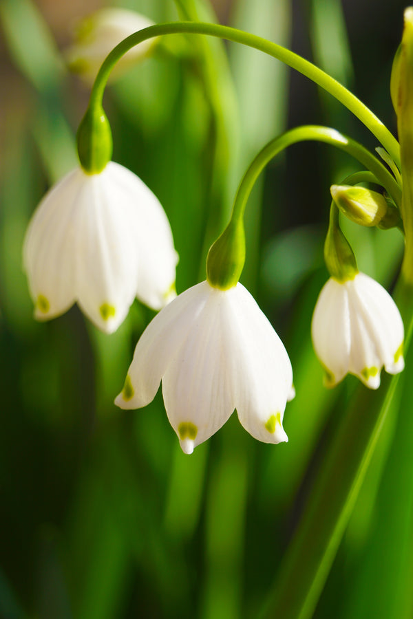 Can a Natural Botox Alternative Exist?