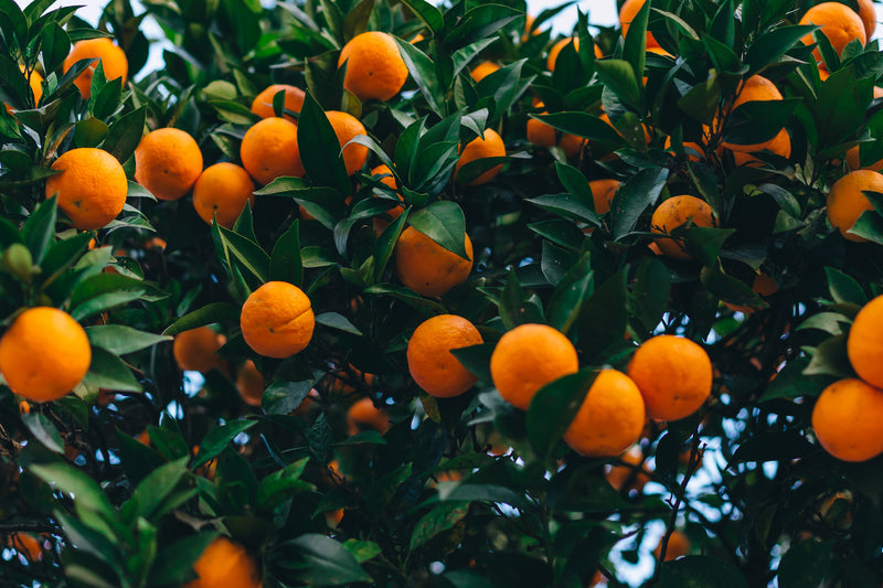 Vitamin C Booster